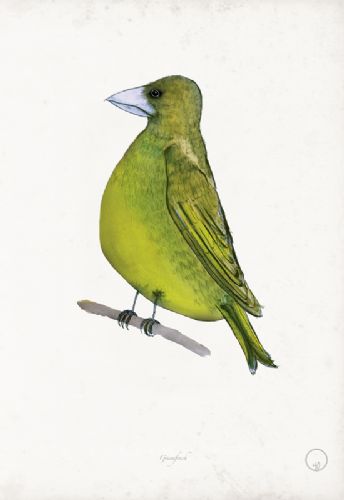 Greenfinch - artist signed print